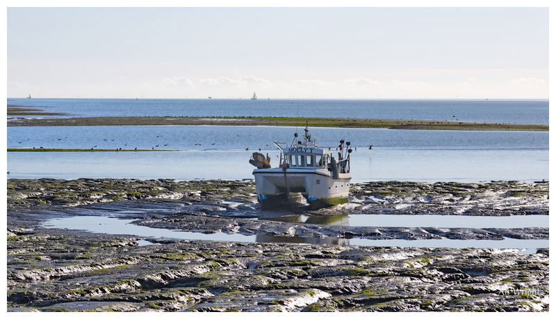 Catamaran on the Mud Flats