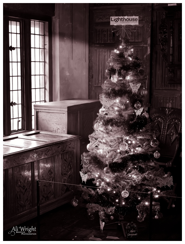 Christmas Tree in Shaft of Light