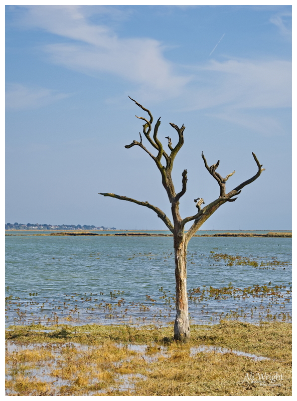 Dead Tree