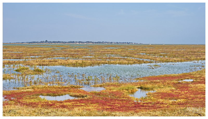Mersea Island beyond the Marshes