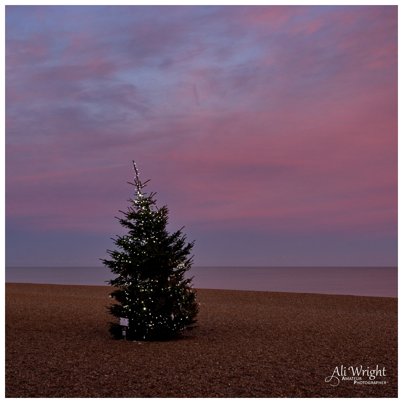 Wonky Christmas Tree at Sunset