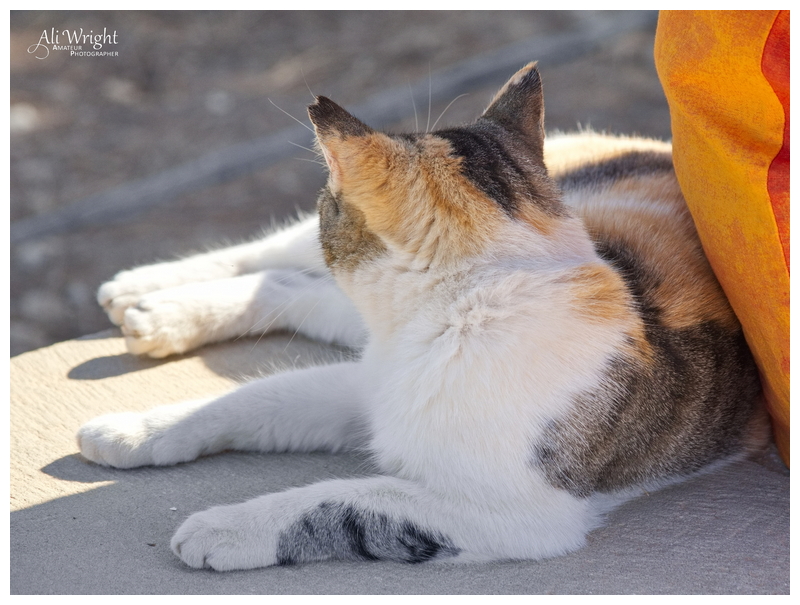 Feral Cypriot Cat