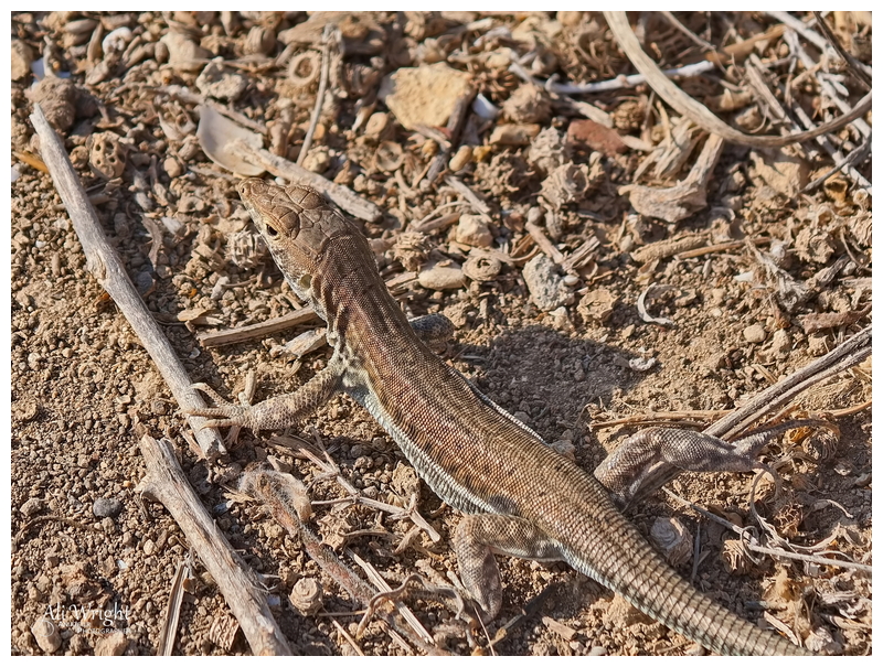 Lizard