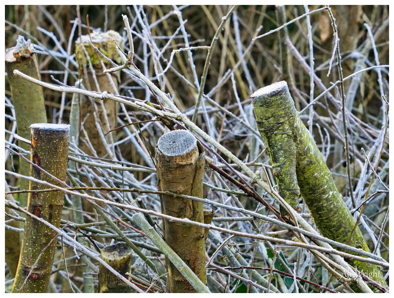 Fencework in the Reserve