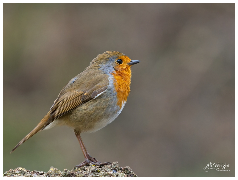 Robin Standing Sentinel