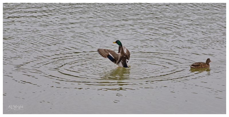 Mallard