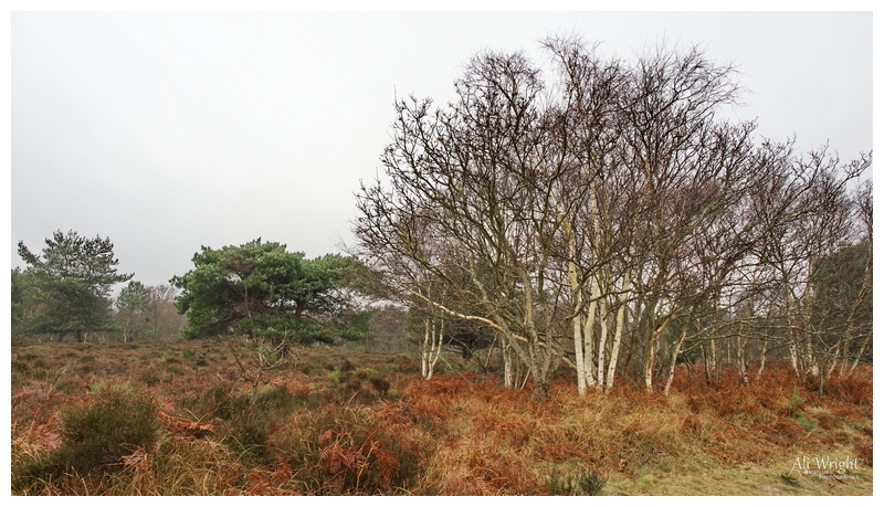 Damp Heathland