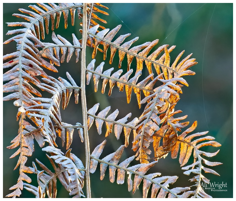Early Sunlight Illuminating the Bracken