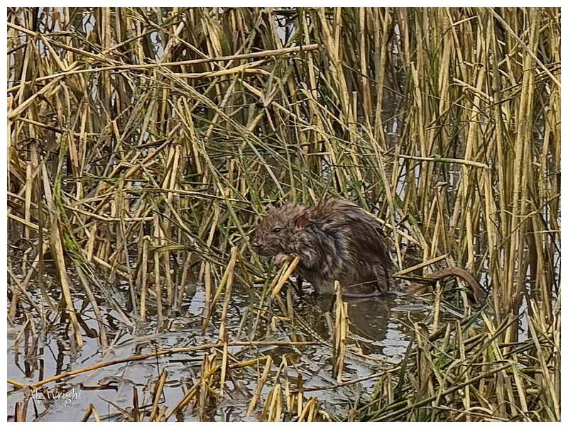 Water Rat