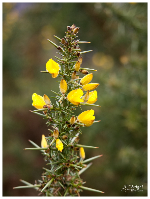 Gorse in a Dank Setting