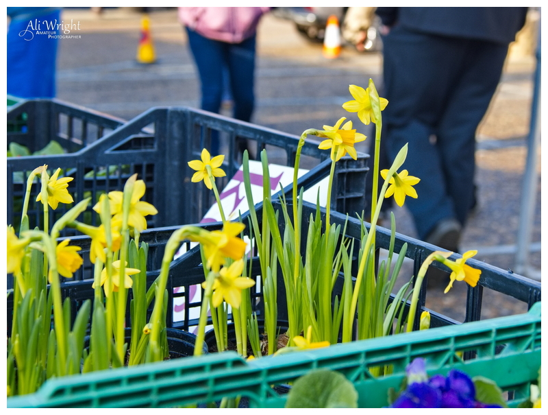 Harbingers of Spring on Market Day