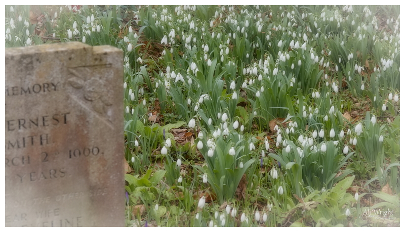Snowdrops in Soft Focus