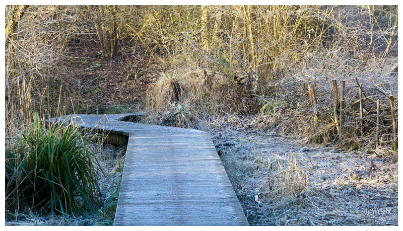 Frosty Path into the Reserve