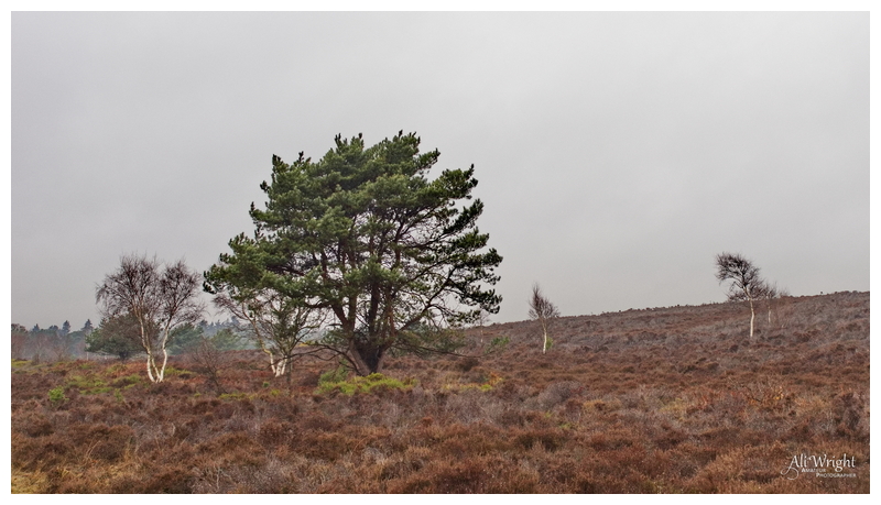 Heather out of Season