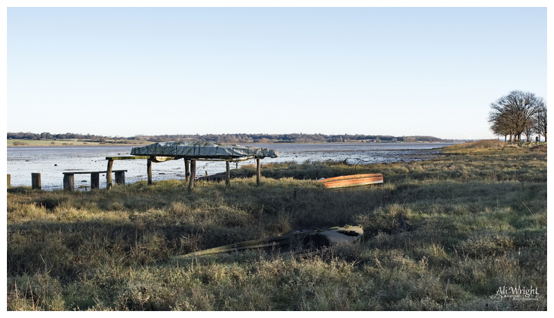 Morning Marshy River Bank