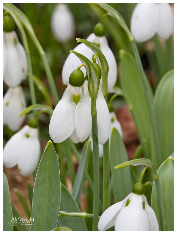 Snowdrop in Cose-Up