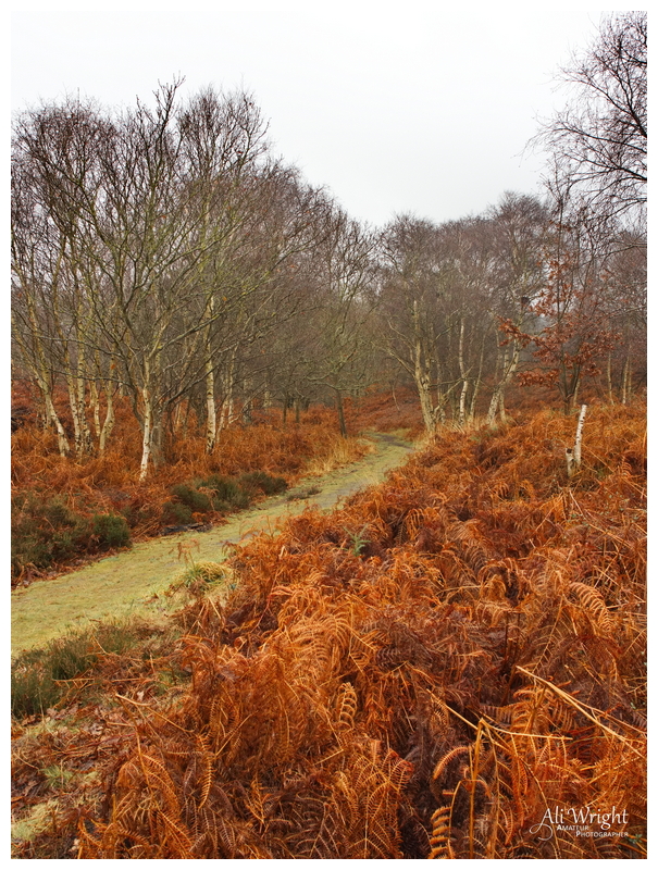 Beautiful Bracken