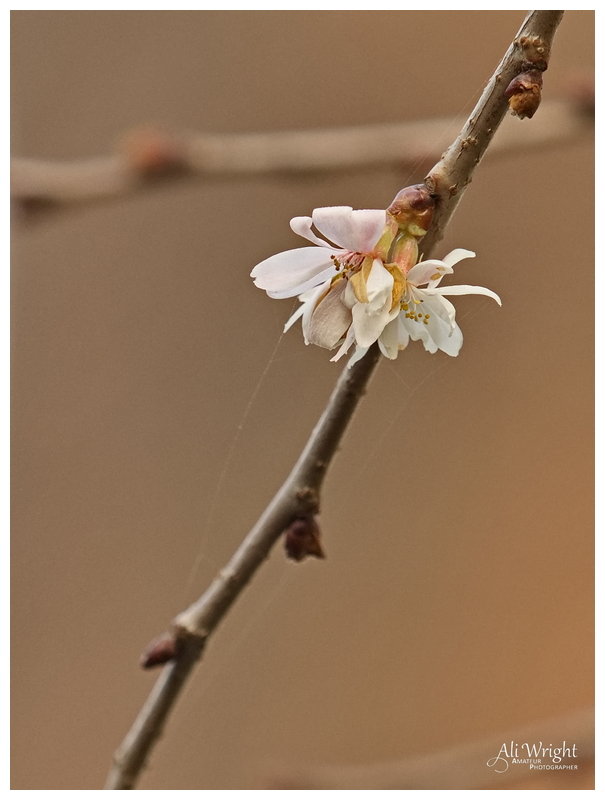 Early Blossom