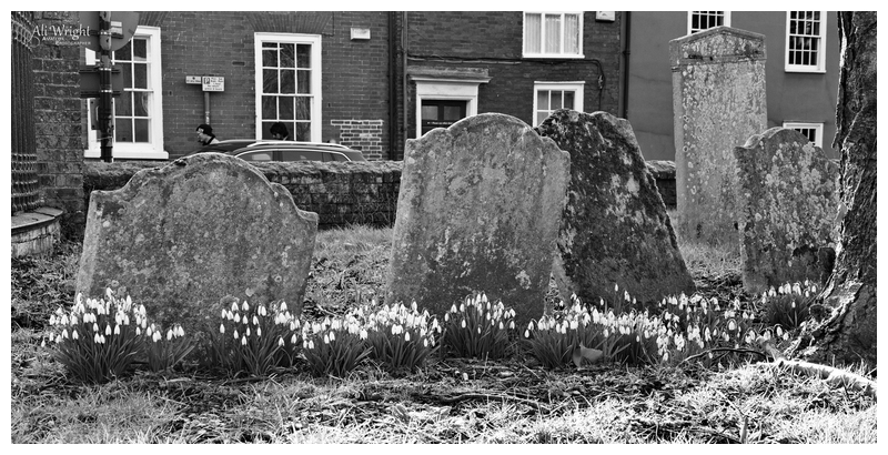 Row of Graves & Snowdrops