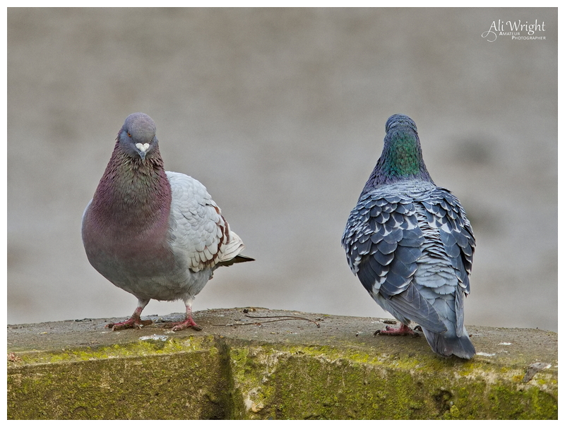 Courting Couple