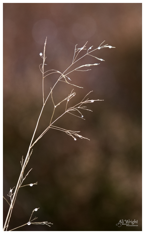 Nature's Fairy Lights