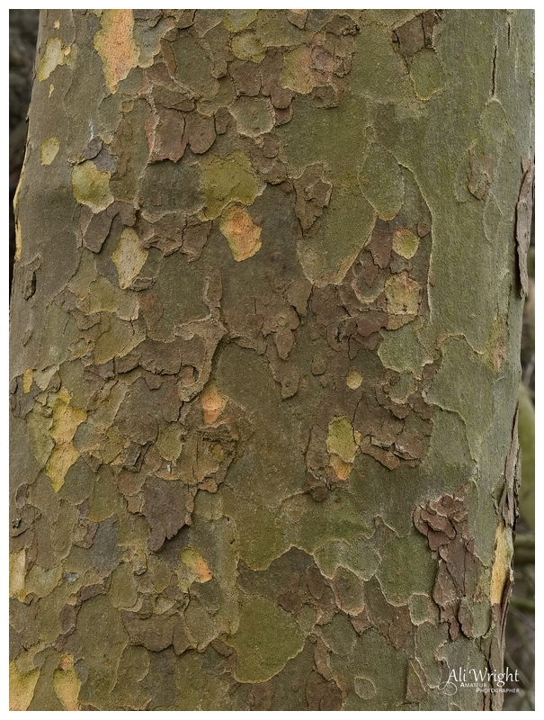 Plane Tree Camouflage Bark