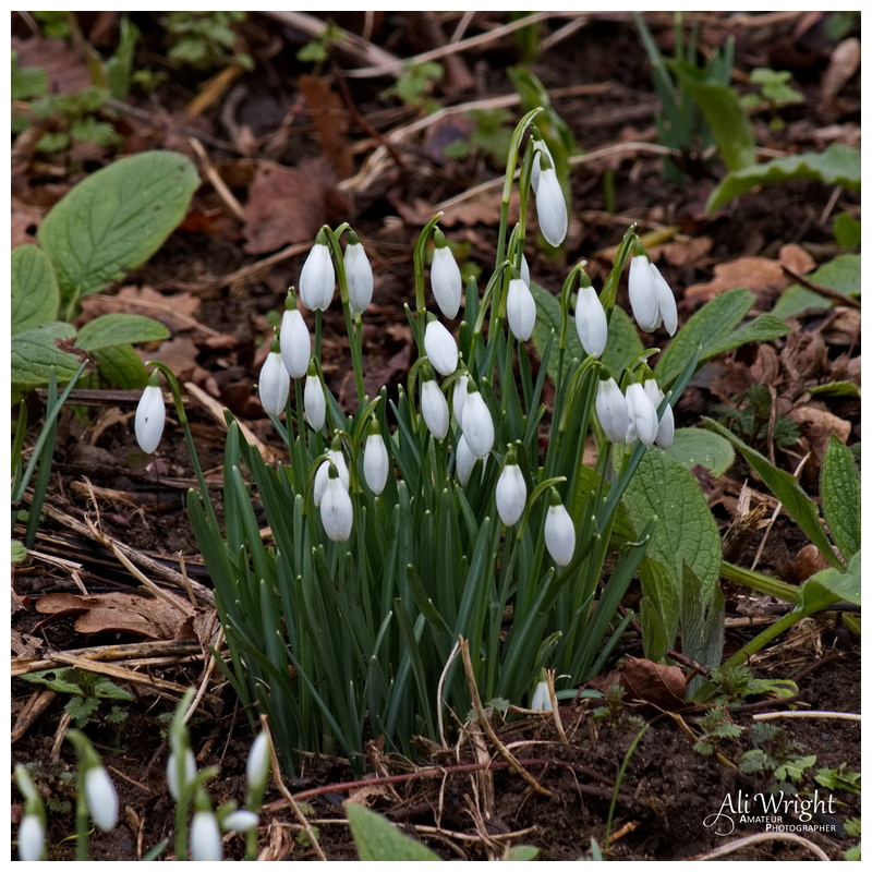 Snowdrop Clump
