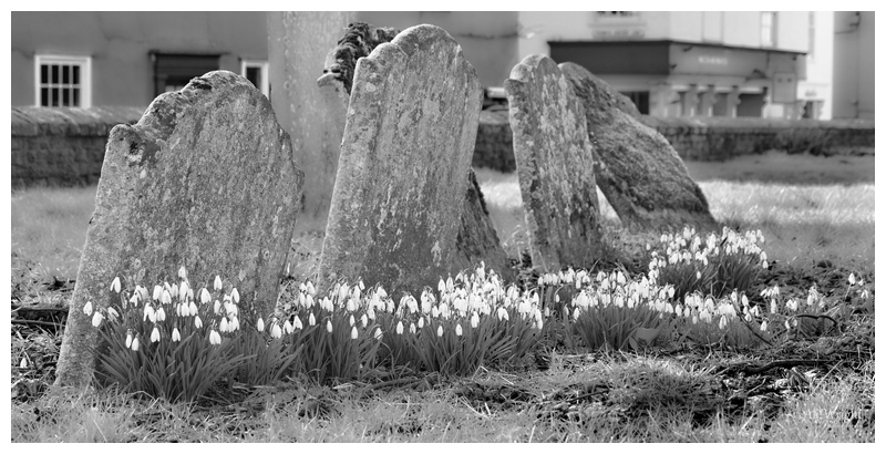Snowdrops from a Different Angle