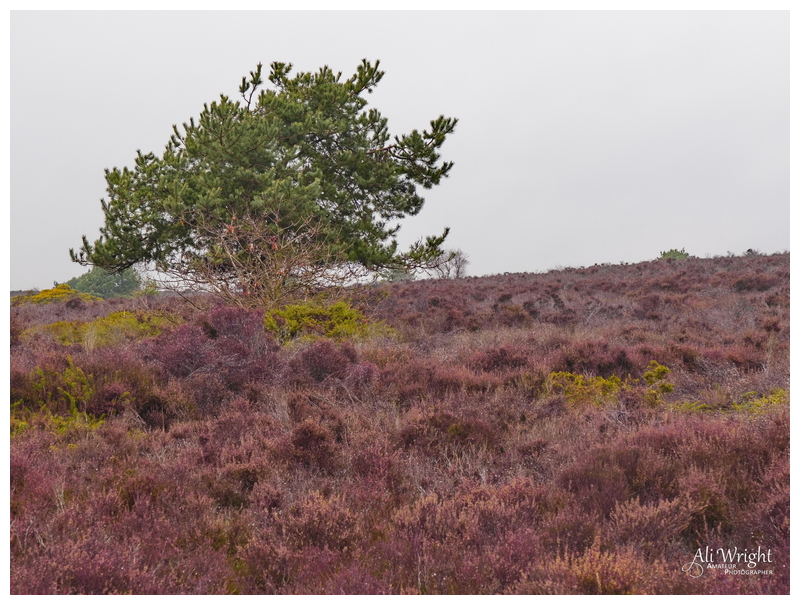 The Heather on the Hill