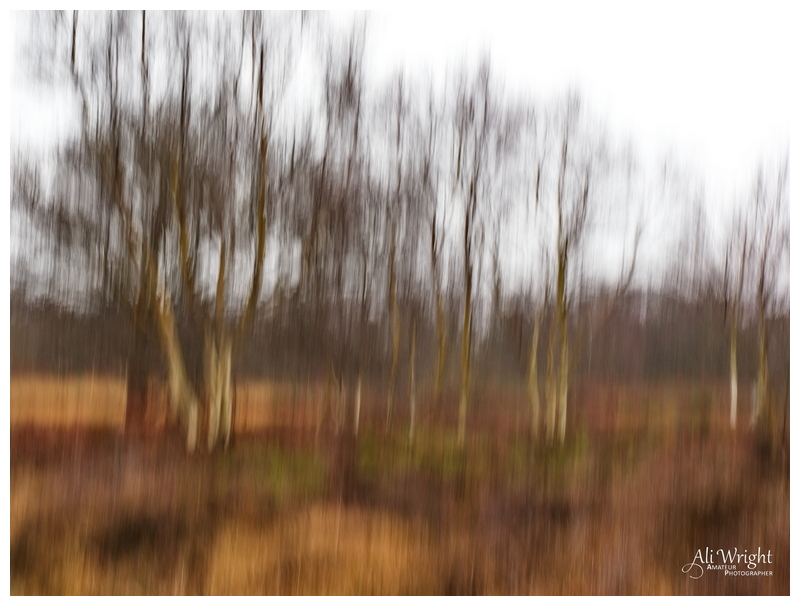 Silver Birches ICM