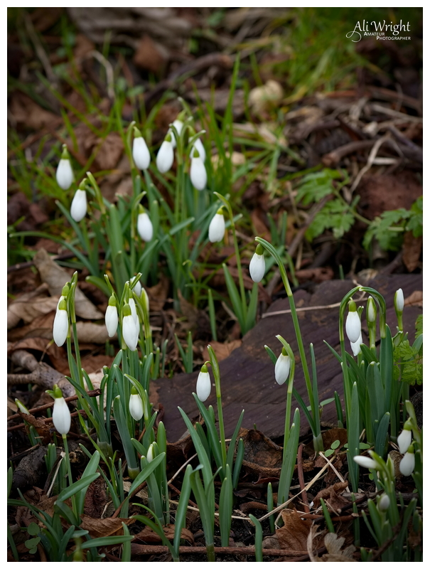 Snowdrops