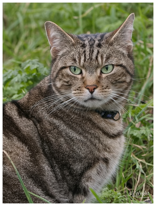 Cat in Castle Park