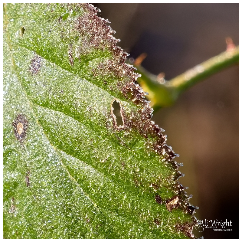 Frost & a Serrated Edge