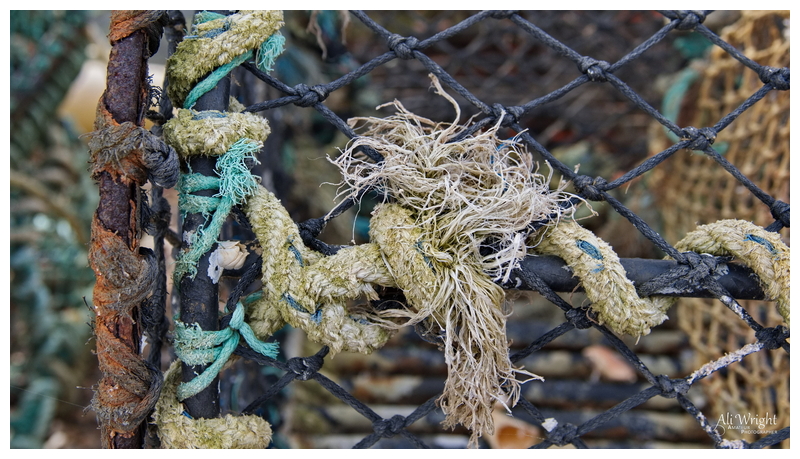 Lobster Pot in Close-Up