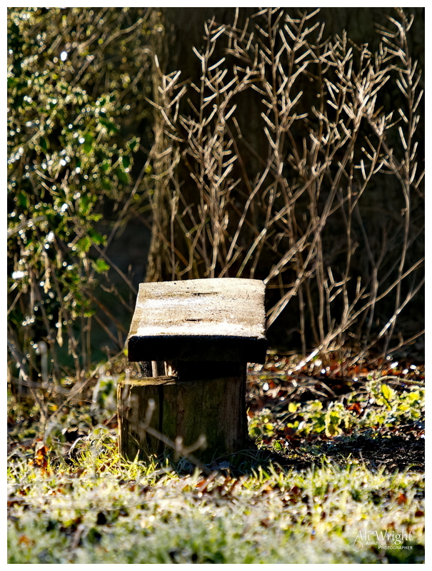 Bench in the Early Morning Light