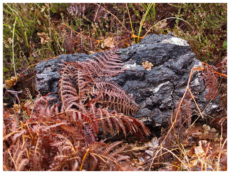 Wet Log in the Bracken