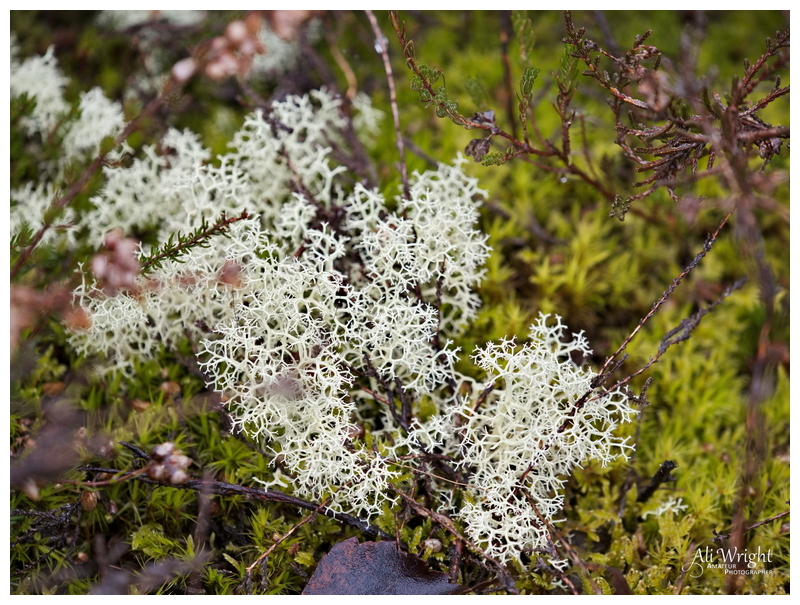 Lichens & Mosses