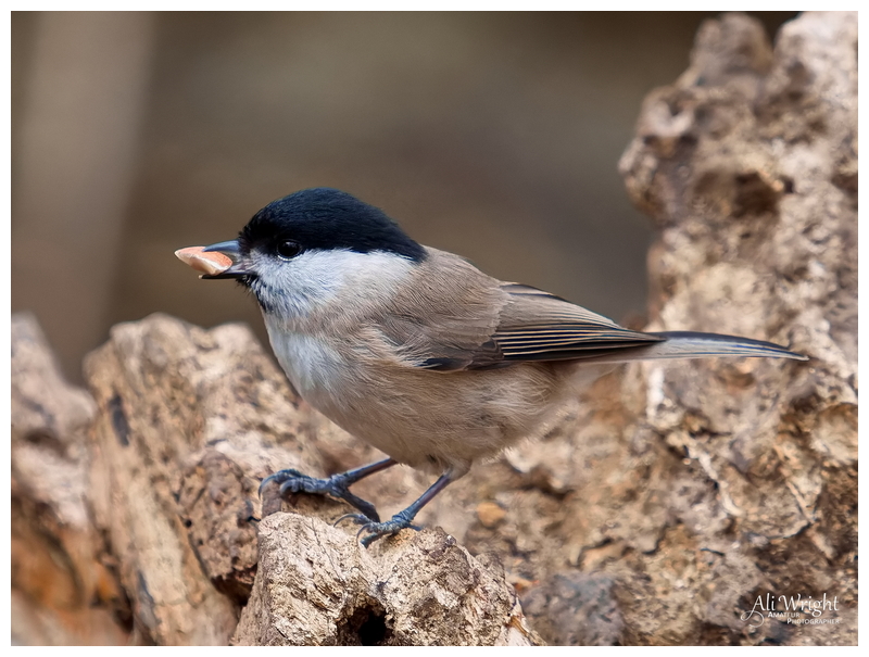 Marsh Tit with Nut