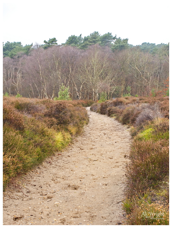 Path into the Trees