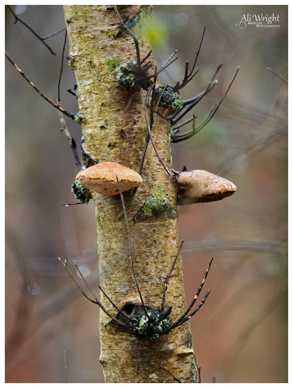Funny Face in the Tree