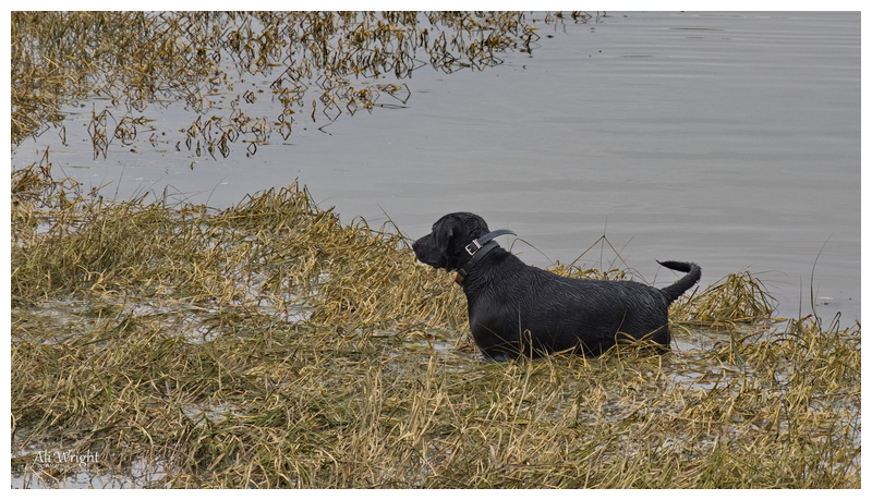 Where's That Water Rat?