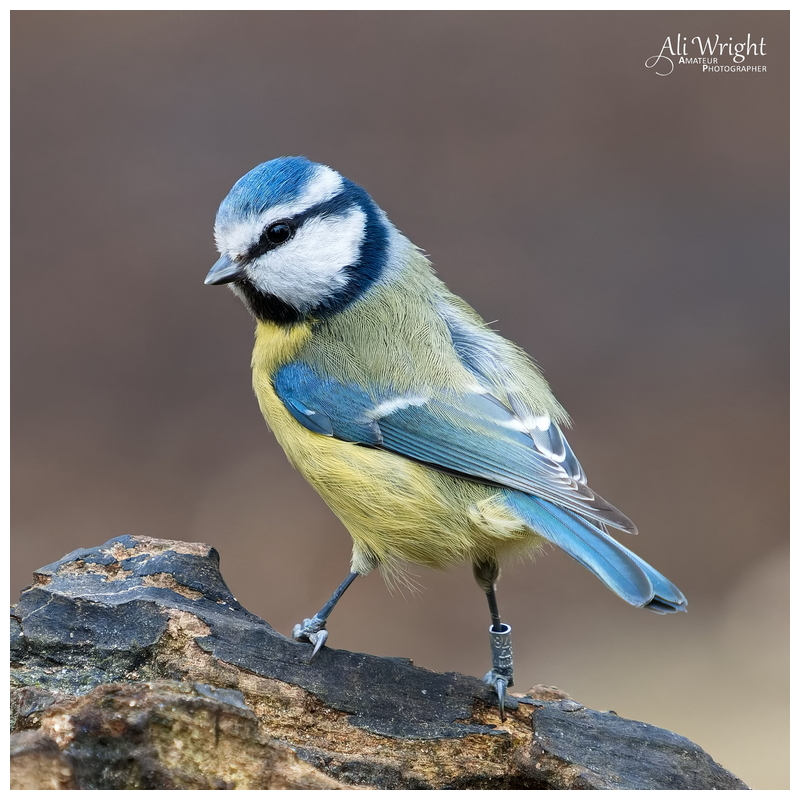 Blue Tit