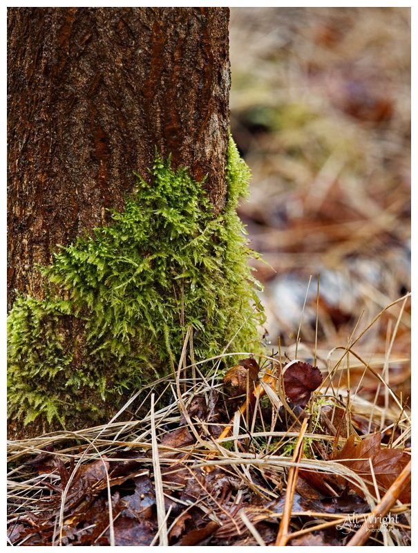 Intimate Landscape