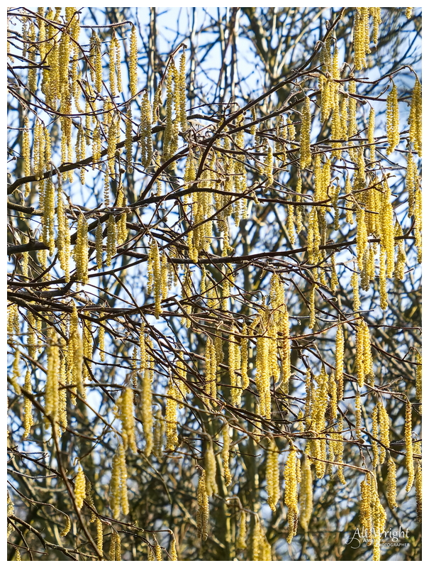 Catkins