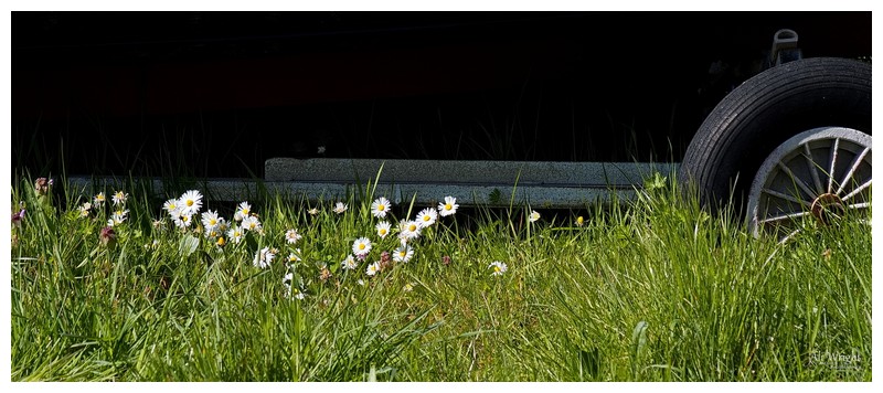 Pushing Up Daisies