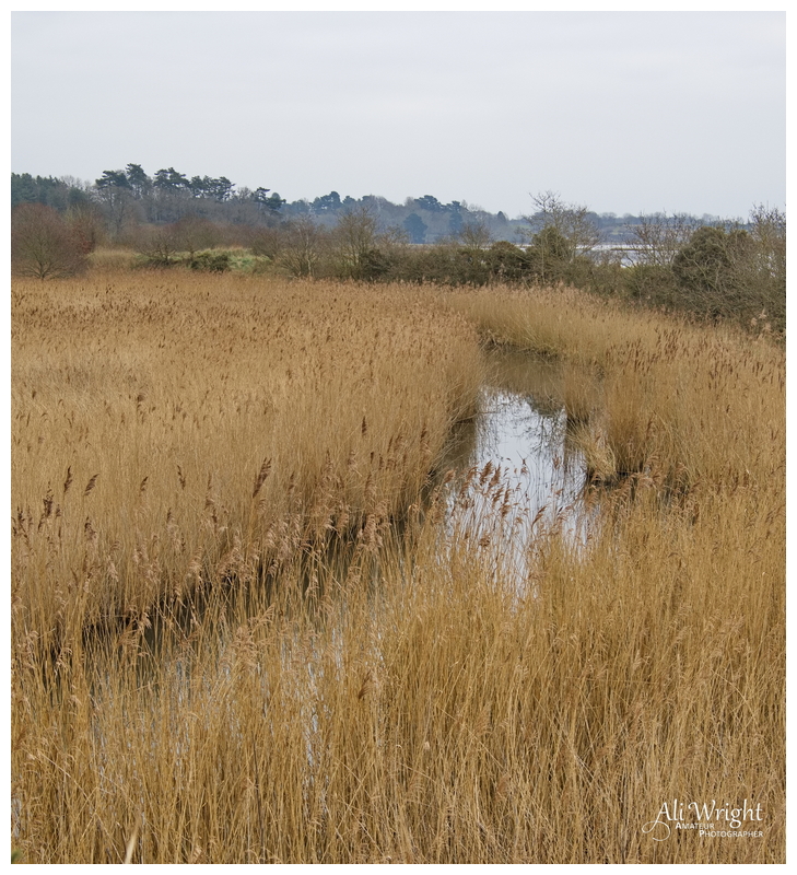 Reed Bed