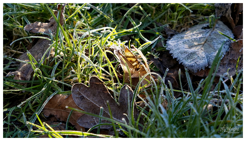 Remnants of the Autumn