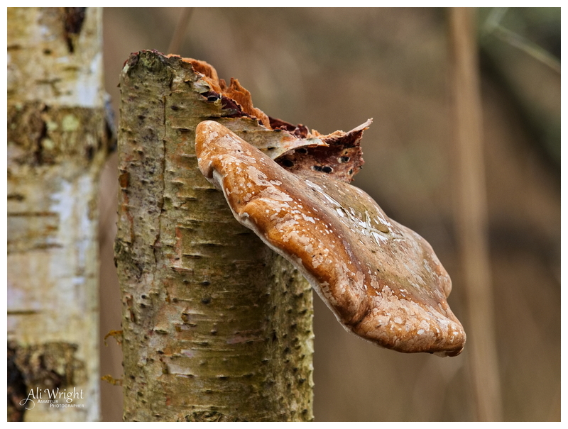 Fungus