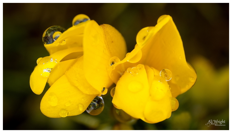 Gorse Bejewelled with Raindrops