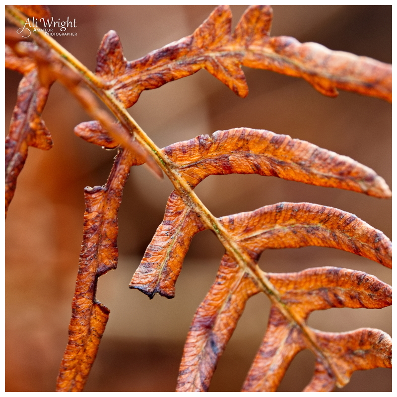 Bracken Close-Up